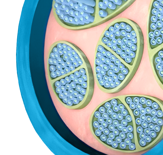 Scientific illustration of a bundle of nerve cells.